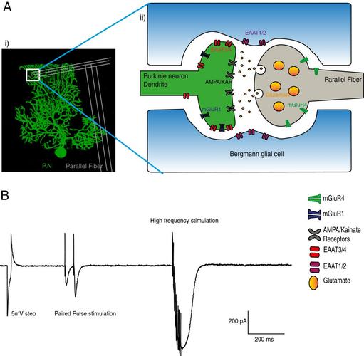 at the parallel fibre to purkinje neuron synapse╟relevance for