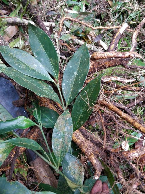 *生山杜仲,黄皮杜仲 可以提供:支持走快递