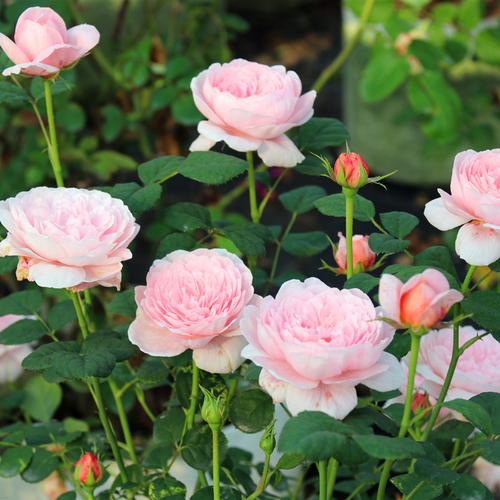 欧月瑞典女王月季花苗花色柔美月季盆栽玫瑰盆栽维特园艺