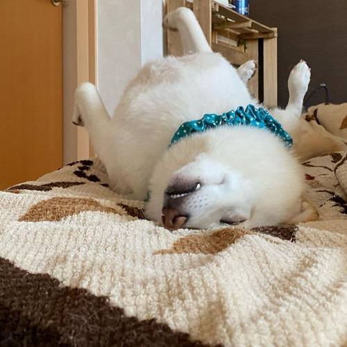 狗狗界最懒柴柴,铲屎官:边吃边睡是常态!