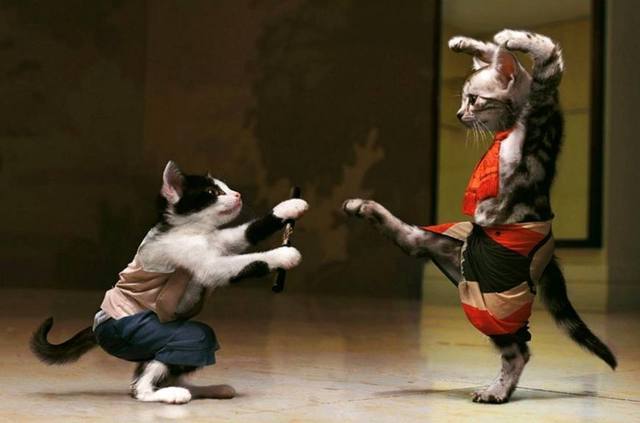 8张爆笑的猫咪打架图片合集!瞬间感觉被萌到了