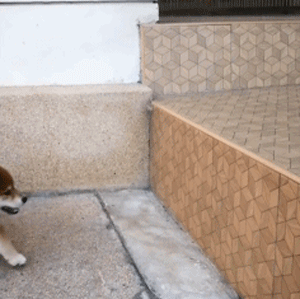 那只下巴着地贺年的柴犬宝宝终于跳上了高台阶