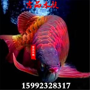 红金龙鱼 活体观赏鱼热带鱼风水鱼印尼红龙鱼辣椒红龙金龙鱼活体