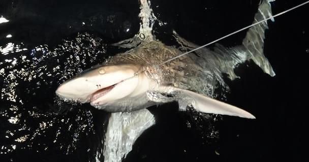 夜钓大鲨鱼,让全船人归航途中有鱼肉可吃