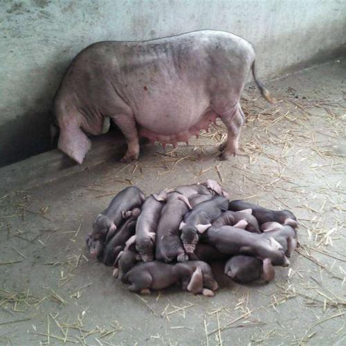 高档售纯种太湖母猪小猪仔u活二元母猪苏太长白杜洛克大约克小奢