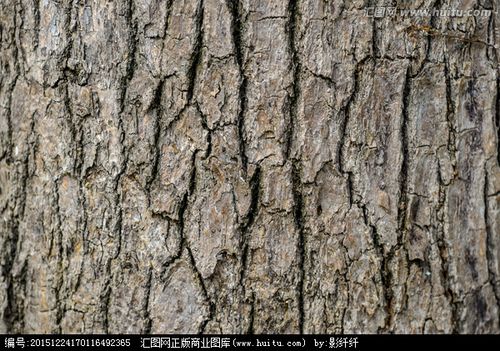 树皮纹理,纹理素材,摄影素材,摄影,汇图网www.huitu.
