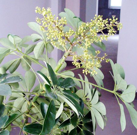 鸭掌木长得花苞样的是什么