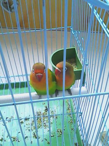 我家新买的牡丹鹦鹉什么时候下蛋