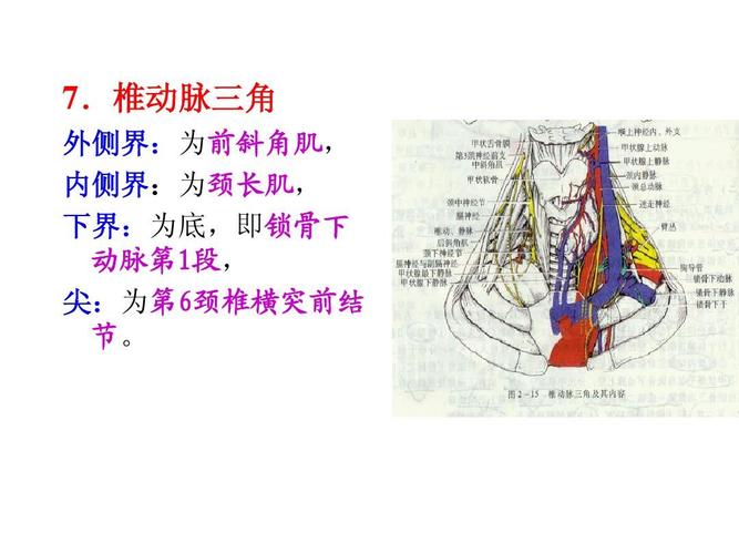 椎动脉三角 外侧界:为前斜角肌, 内侧界:为颈长肌, 下界:为底,即锁骨
