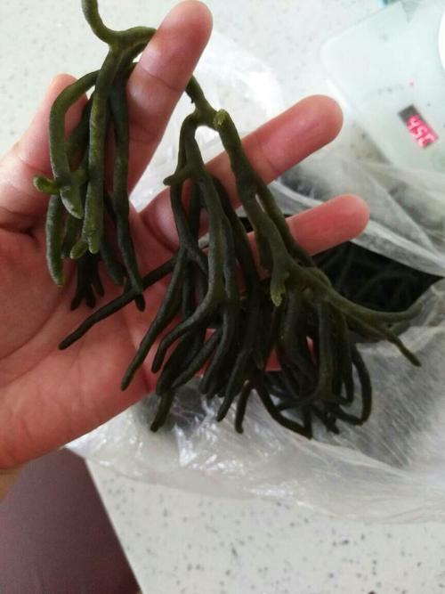 请问这是什么菜?好像是海里的,说炒土豆丝好吃