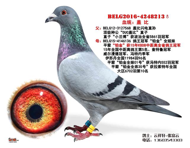 盖比-山西云祥轩-中信网爱鸽商城