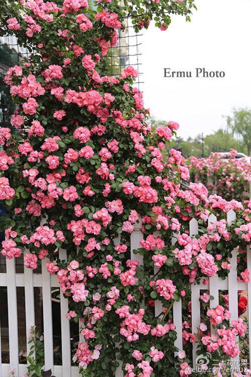 藤本月季,安吉拉