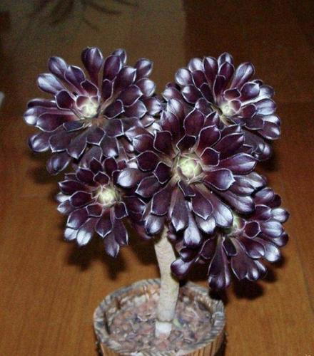 多肉黑法师度夏,记住2个细节,状态美长成一捧黑玫瑰