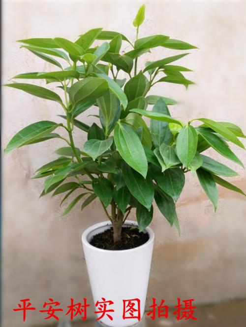 平安树盆栽平安树大型绿植室内盆栽花卉客厅办公室 包邮7折现价28元