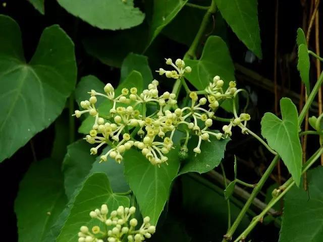 实用·十种常用藤本植物