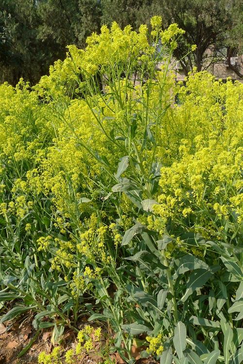 十字花科菘蓝属 菘蓝
