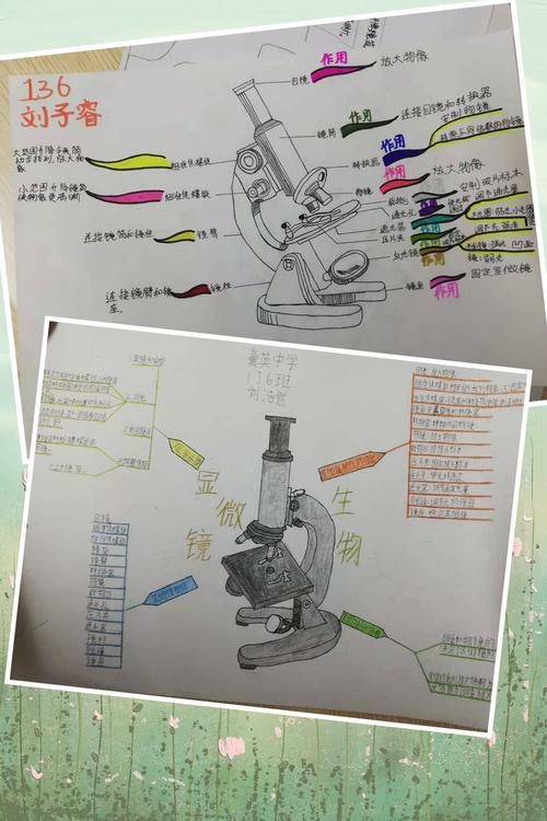七年级显微镜思维导图