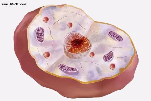 dna分子以染色质的形式存在,只有在细胞分裂时才组合成显微镜下可以