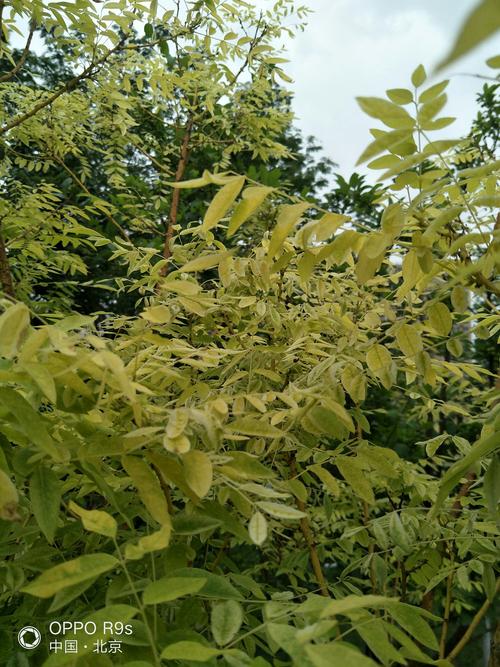 金枝槐树,不但树叶上是黄色的,枝条也是金色的,金枝玉叶!