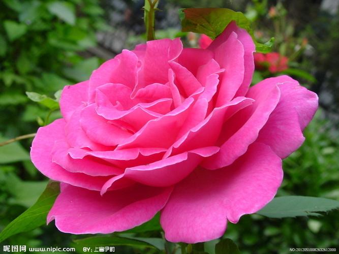 月季花图片
