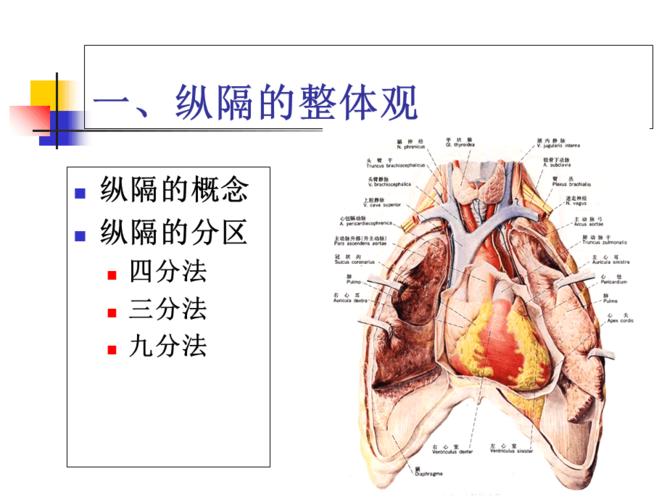 基础医学-人体解剖学-纵隔的应用解剖