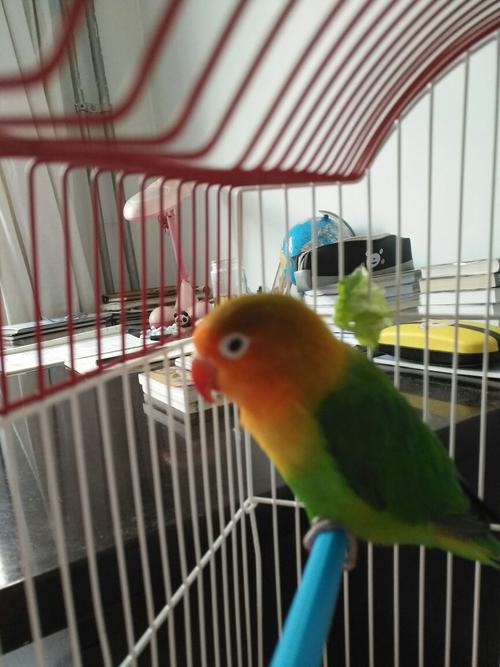 我的牡丹鹦鹉是公是母?