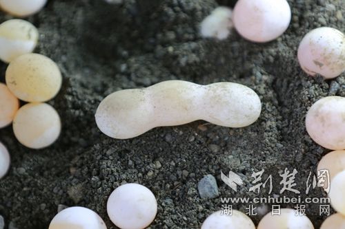 几率万分之一竹山现连体三胞胎甲鱼蛋图