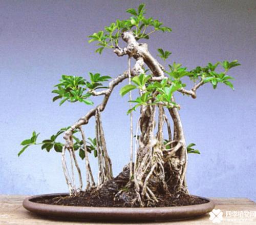 鸭脚木盆景造型图片!鸭脚木的盆景也是非常漂亮的哦!