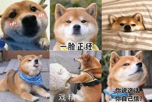 广州「肥柴基地」,全都是行走的表情包