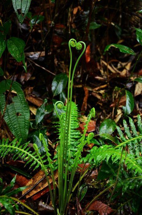  p>大禾叶蕨( a href="#" data-lemmaid="8074290">学名 /a>:gram