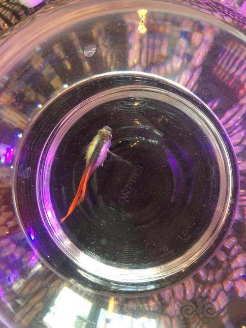 孔雀鱼炸了炸了06