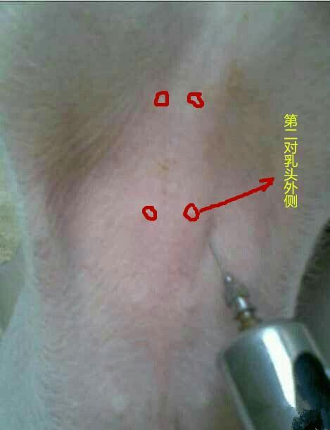 仔猪猪腹腔注射的方法,一看就会!