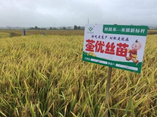 综合性状特好的荃优丝苗,你值得拥有