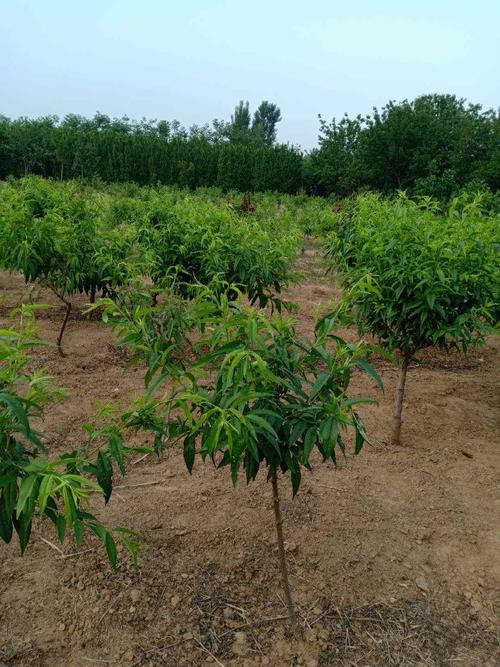 2公分桃树苗早结果2年的桃树苗欢迎实地考察