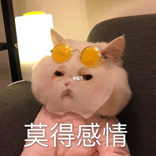 大脸萌猫表情包值得拥有_表情包_可爱表情包_素材
