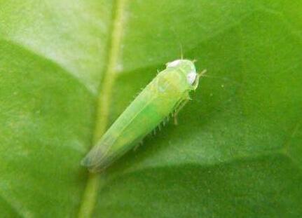 假眼小绿叶蝉诱芯