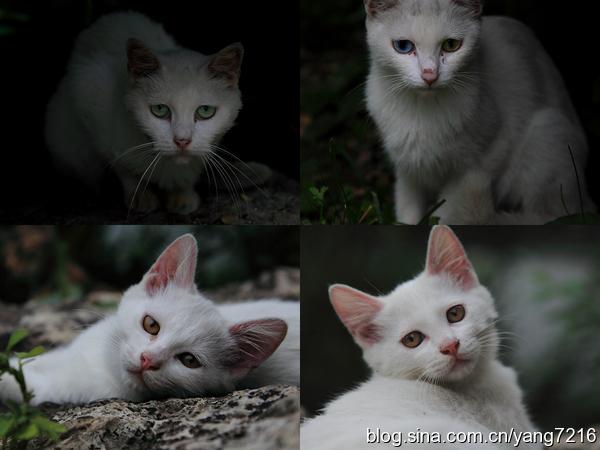 北海公园里的猫咪们