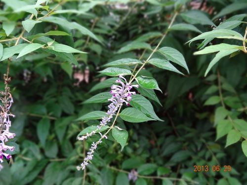 请问这是什么藤本植物?谢谢!_百度知道