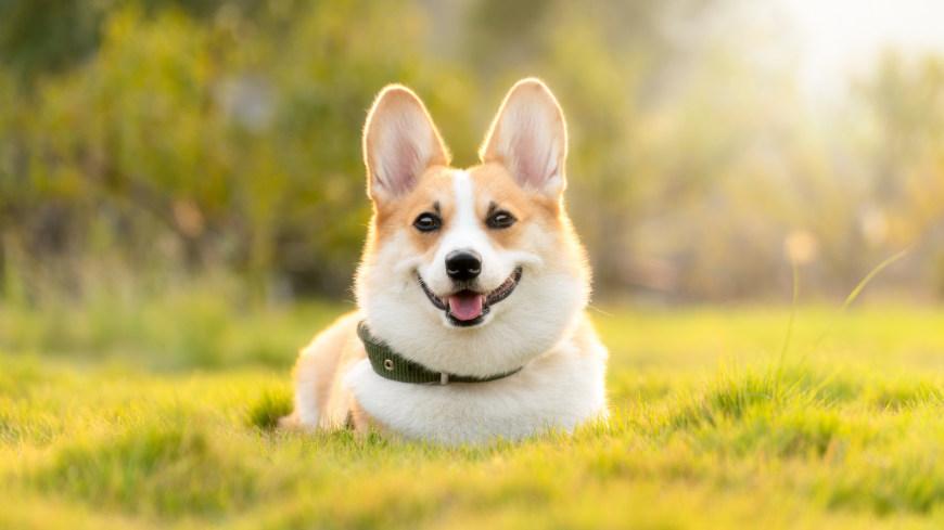 绿草坪上的柯基犬壁纸