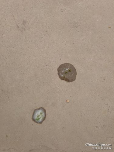 鸽子精神 吃食正常 但是老是水便 请问帮帮看是什么病