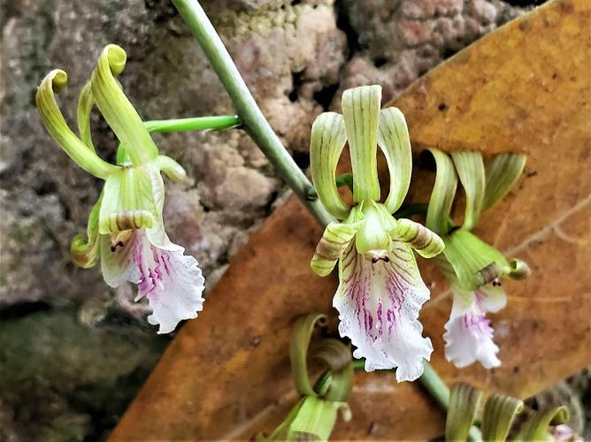 美冠兰属品种有哪些