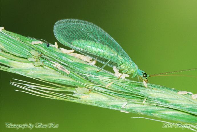草蛉吃蚜虫卵