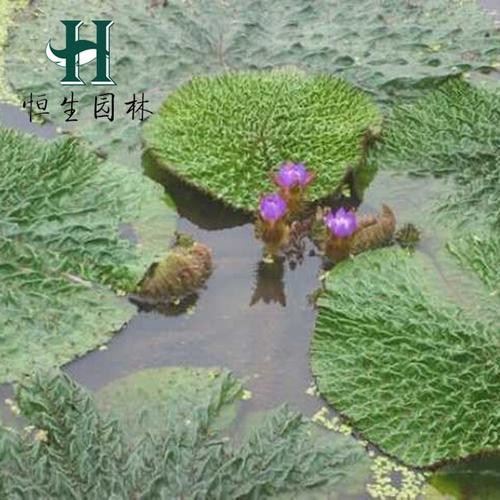 芡实水生植物 芡实苗 又叫鸡头米 鸡头苞 鸡头莲水体绿化基地发货