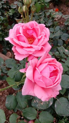 [转载]粉色月季花