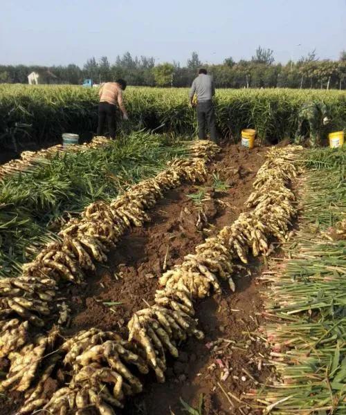 生姜怎么种植才高产?
