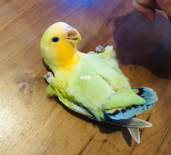 牡丹鹦鹉品种介绍大全【三】澳桂/美桂