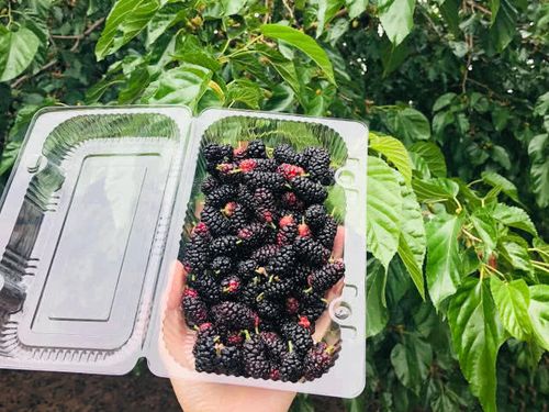 华北最大古桑园每年仅开放一个月桑葚现摘现吃还能带走