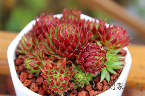 刘家花坊长生草 橘子球桔子球 群生多肉植物组合盆栽云南大棚直供_7折