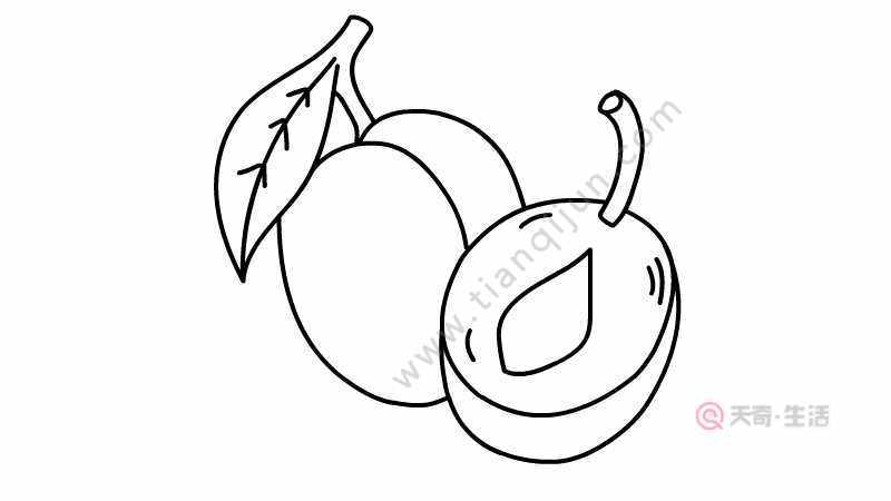 西梅简笔画图片西梅简笔画