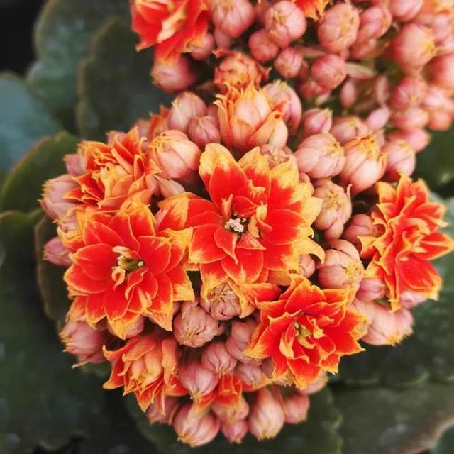 100个长寿花品种40种单瓣60个重瓣图名并茂值得收藏